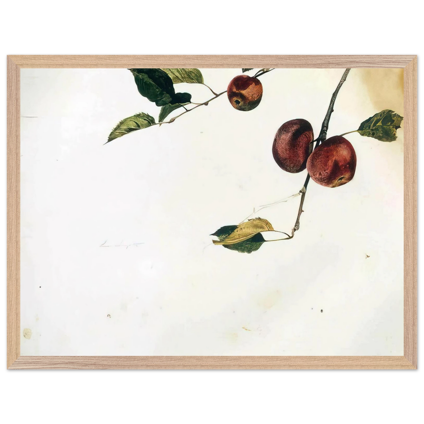 Andrew Wyeth - APPLES ON A BOUGH STUDY BEFORE PICKING Wall Art - 30x40 cm / 12x16 inches - Premium Wooden Framed Poster With Fine Art Paper - Black frame