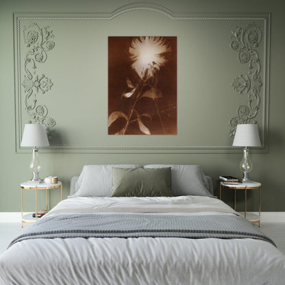 Untitled [flower] - Laszlo Moholy-Nagy Brushed Aluminum Print - 70x100 cm / 28x40 inches | Laszlo Moholy-Nagy Aluminum Print | Laszlo Moholy-Nagy Prints