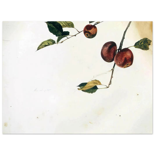 Andrew Wyeth - APPLES ON A BOUGH STUDY BEFORE PICKING Wall Art - 21x29.7 cm / 8x12" - Fine Art Poster - -