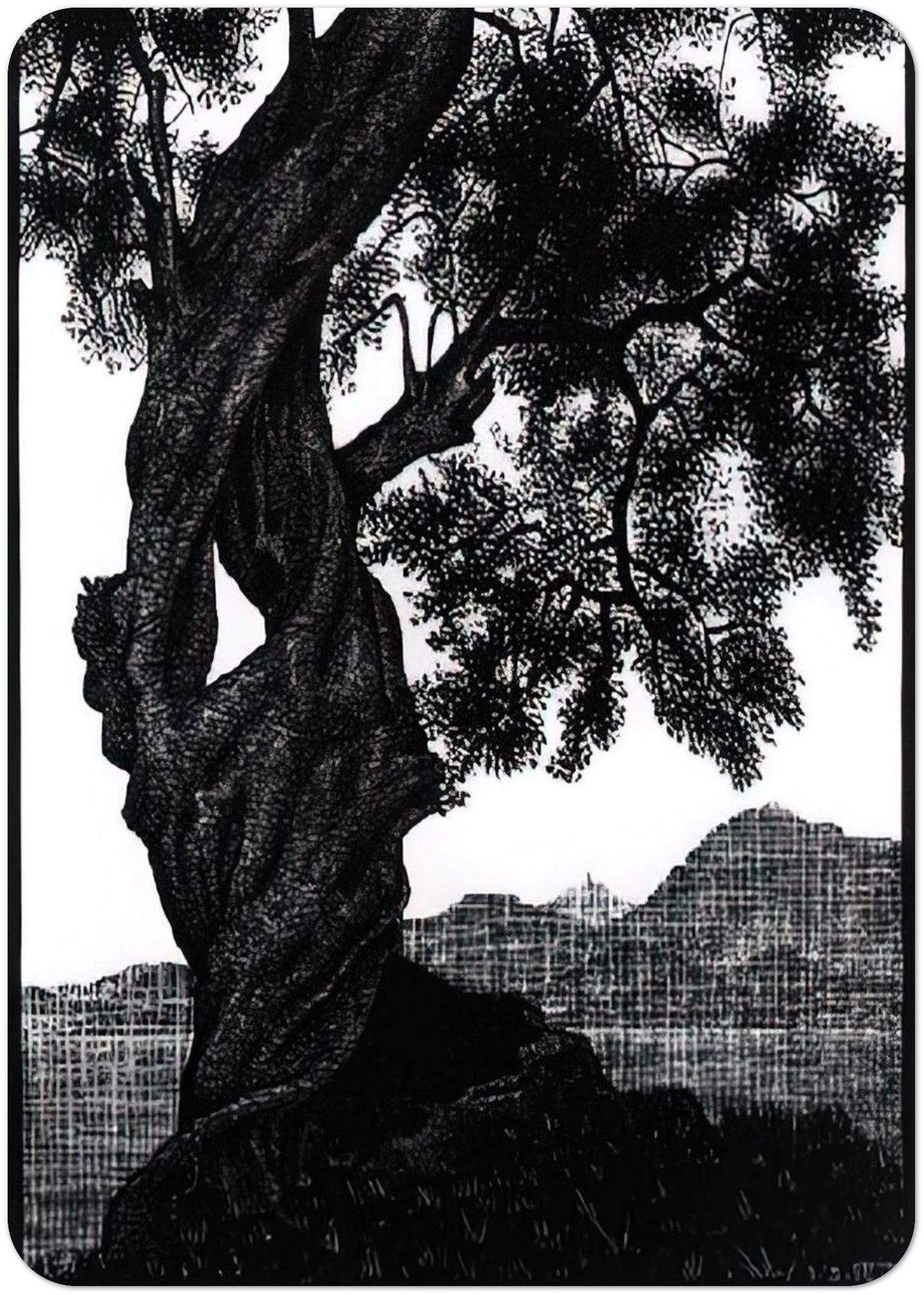 OLD OLIVE TREE CORSICA By MC Escher Pack of 10 Post Cards | MC Escher Post Cards | A6 (10.5 x 14.8 cm) - 4.1 x 5.8 inches