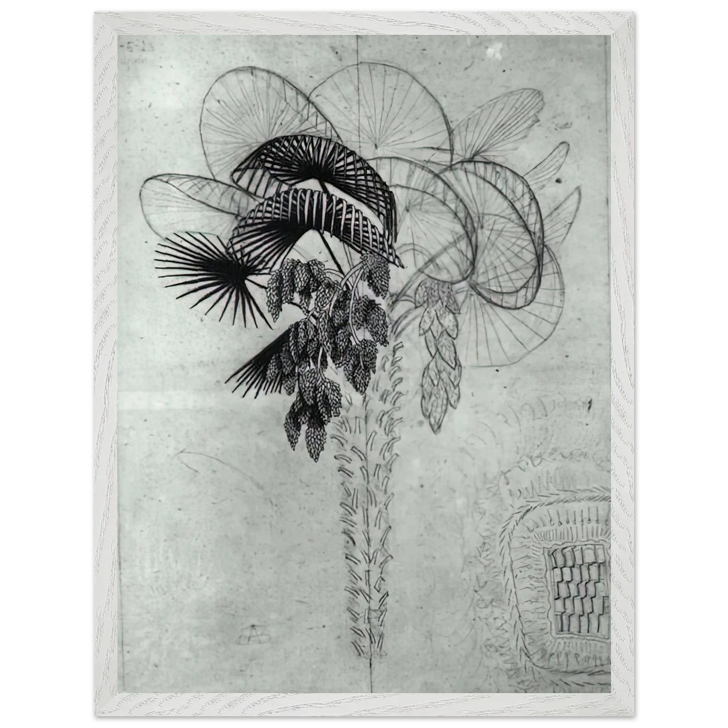 MC Escher - PALM TREE SKETCH Wall Art - 60x80 cm / 24x32 inches - Fine Art Poster - -