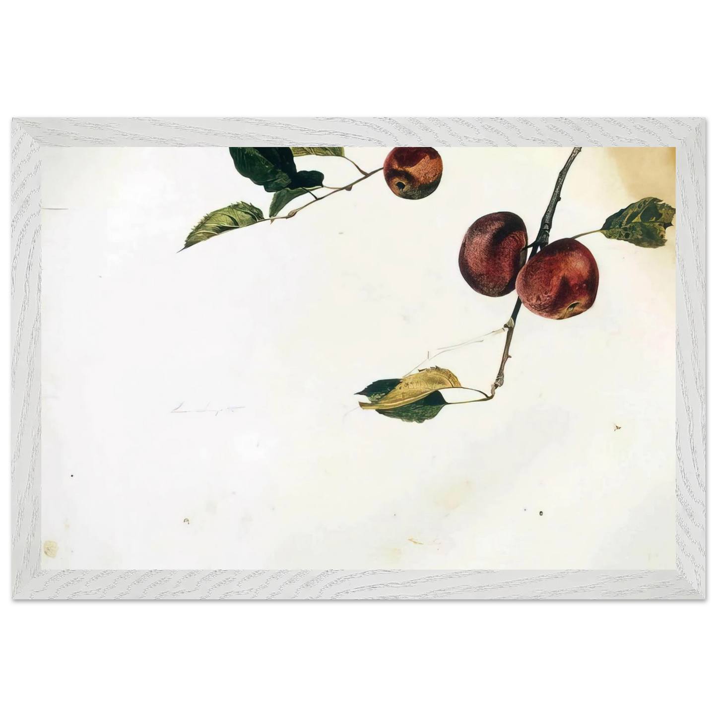 Andrew Wyeth - APPLES ON A BOUGH STUDY BEFORE PICKING Wall Art - 60x80 cm / 24x32 inches - Premium Wooden Framed Poster With Fine Art Paper - Black frame