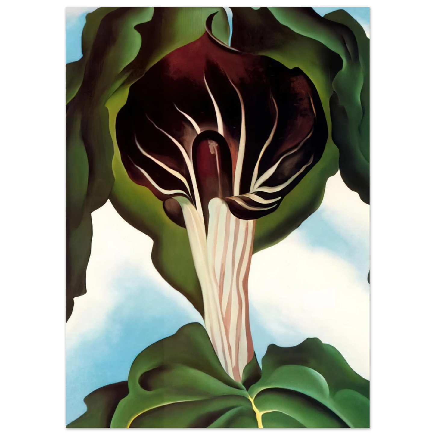Georgia O'Keeffe - Jack-in-the-Pulpit III Fine Art Poster - 75x100 cm / 30x40 inches