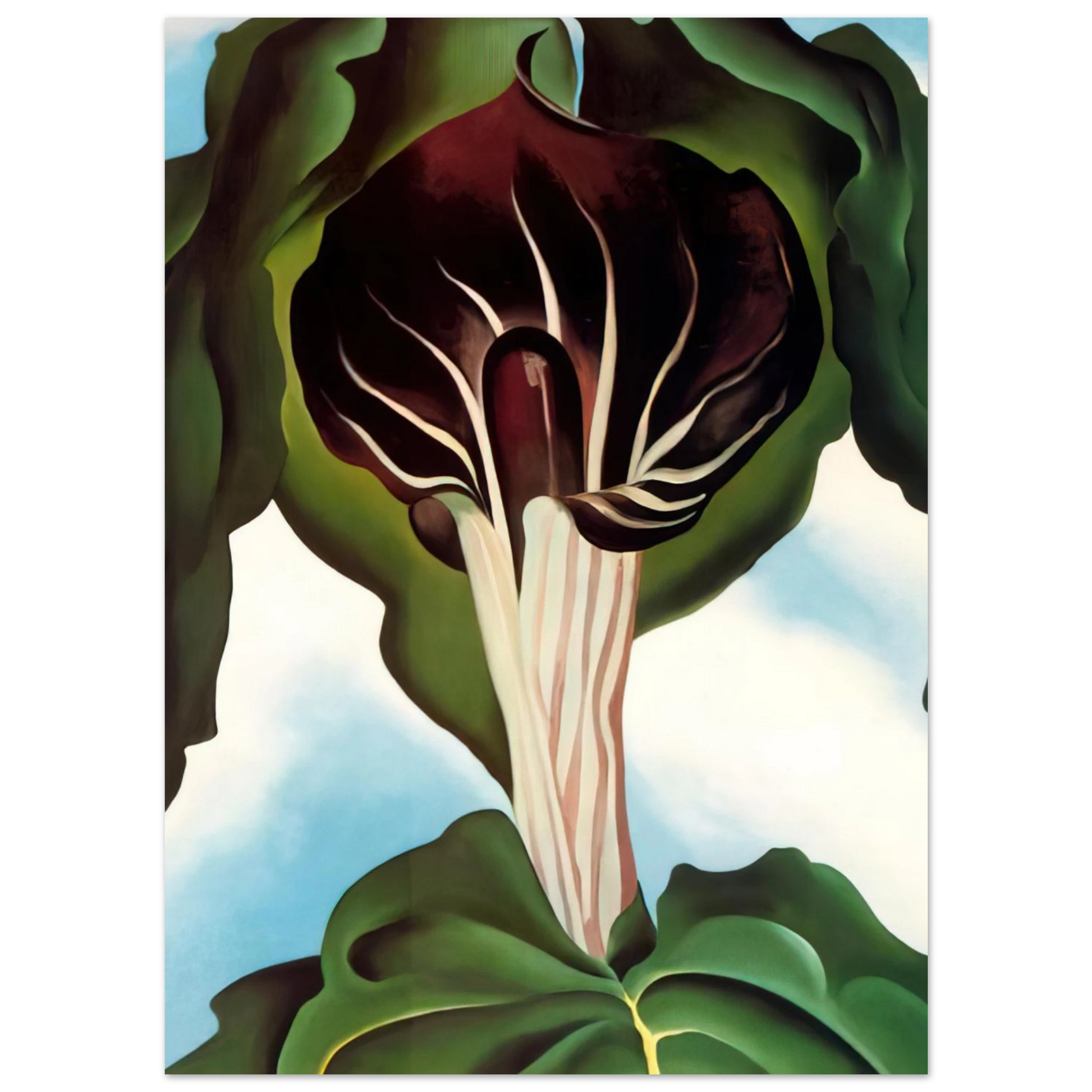 Georgia O'Keeffe - Jack-in-the-Pulpit III Fine Art Poster - 75x100 cm / 30x40 inches