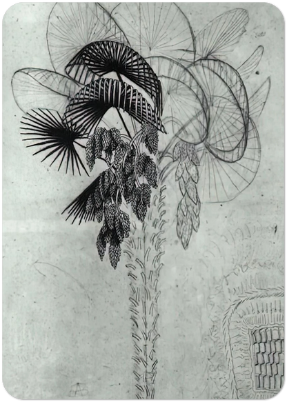 PALM TREE SKETCH By MC Escher Pack of 10 Post Cards | MC Escher Post Cards | A6 (10.5 x 14.8 cm) - 4.1 x 5.8 inches