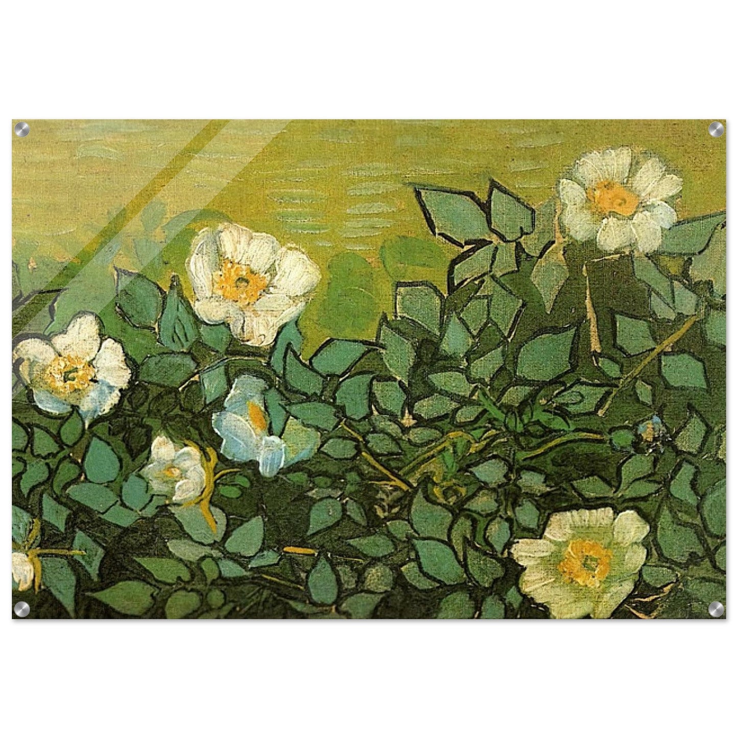Wild Roses - Vincent van Gogh Acrylic Print - 70x100 cm / 28x40″ inches