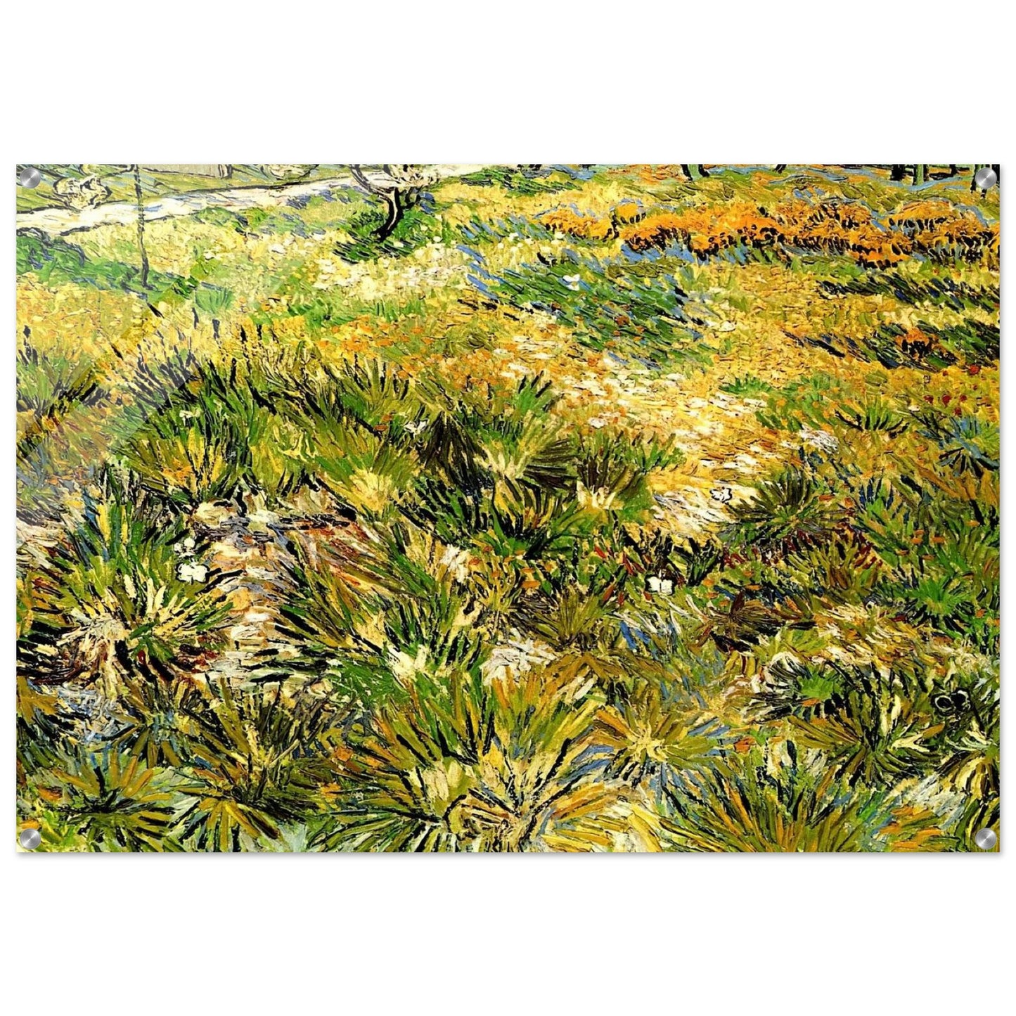Meadow in the Garden of Saint-Paul Hospital - Vincent van Gogh Acrylic Print - 70x100 cm / 28x40″ inches