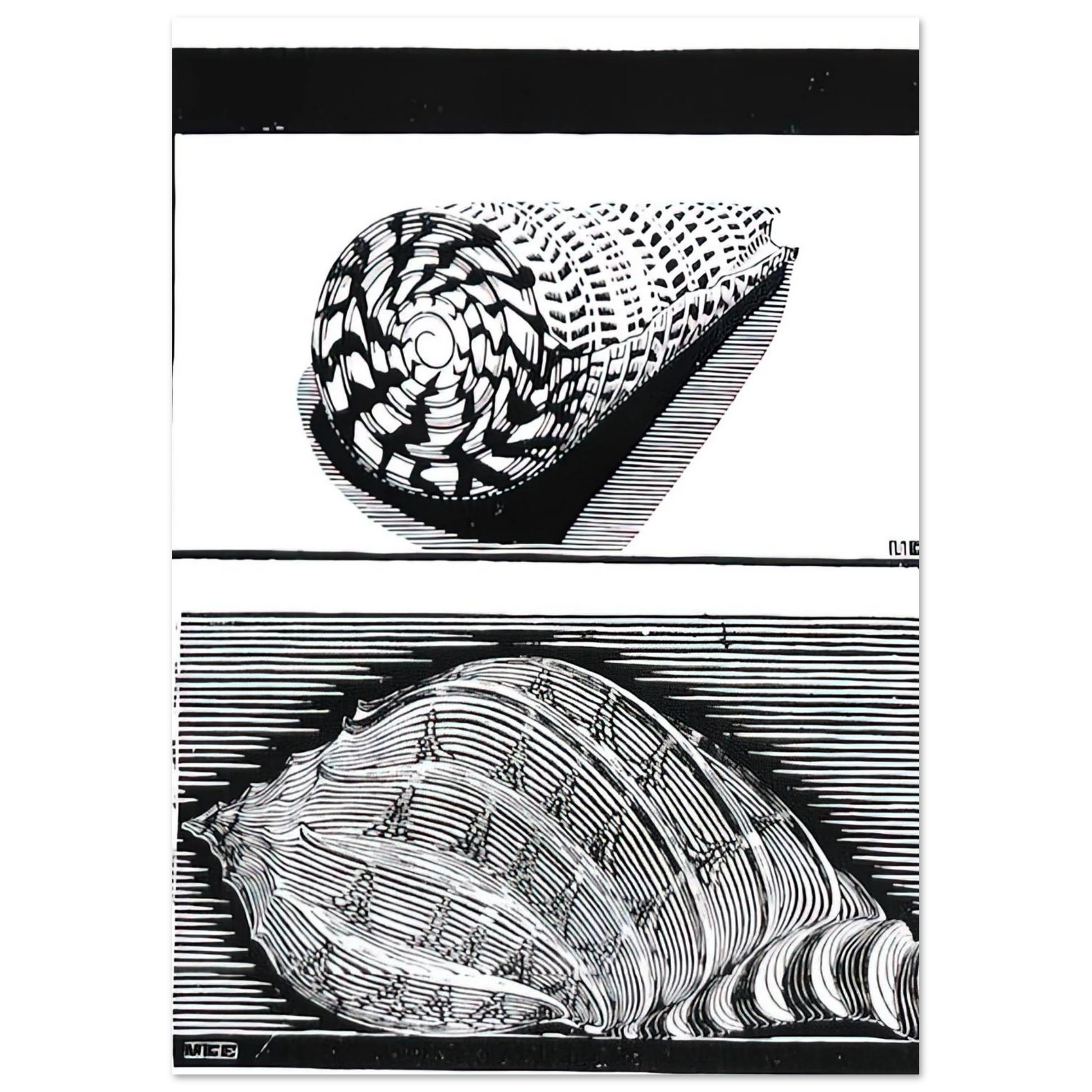 MC Escher - SEA SHELLS Wall Art - 30x40 cm / 12x16 inches - Premium Wooden Framed Poster With Fine Art Paper - White frame