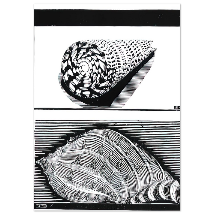 MC Escher - SEA SHELLS Wall Art - 30x40 cm / 12x16 inches - Premium Wooden Framed Poster With Fine Art Paper - White frame