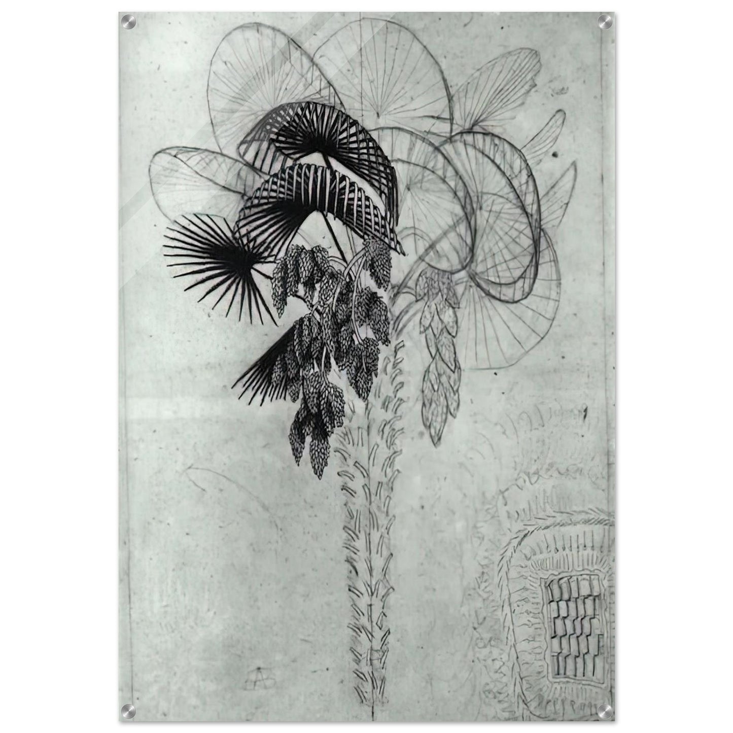 PALM TREE SKETCH - MC Escher Acrylic Print - 70x100 cm / 28x40″ inches | MC Escher Wall Art | MC Escher Prints