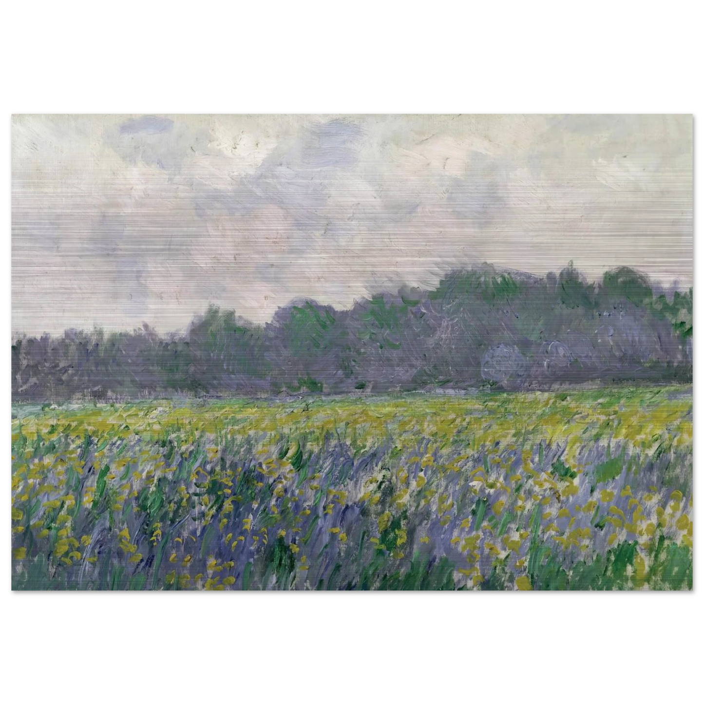 Field of Yellow Irises at Giverny - claude monet Brushed Aluminum Print - 70x100 cm / 28x40 inches | claude monet Aluminum Print | claude monet Prints