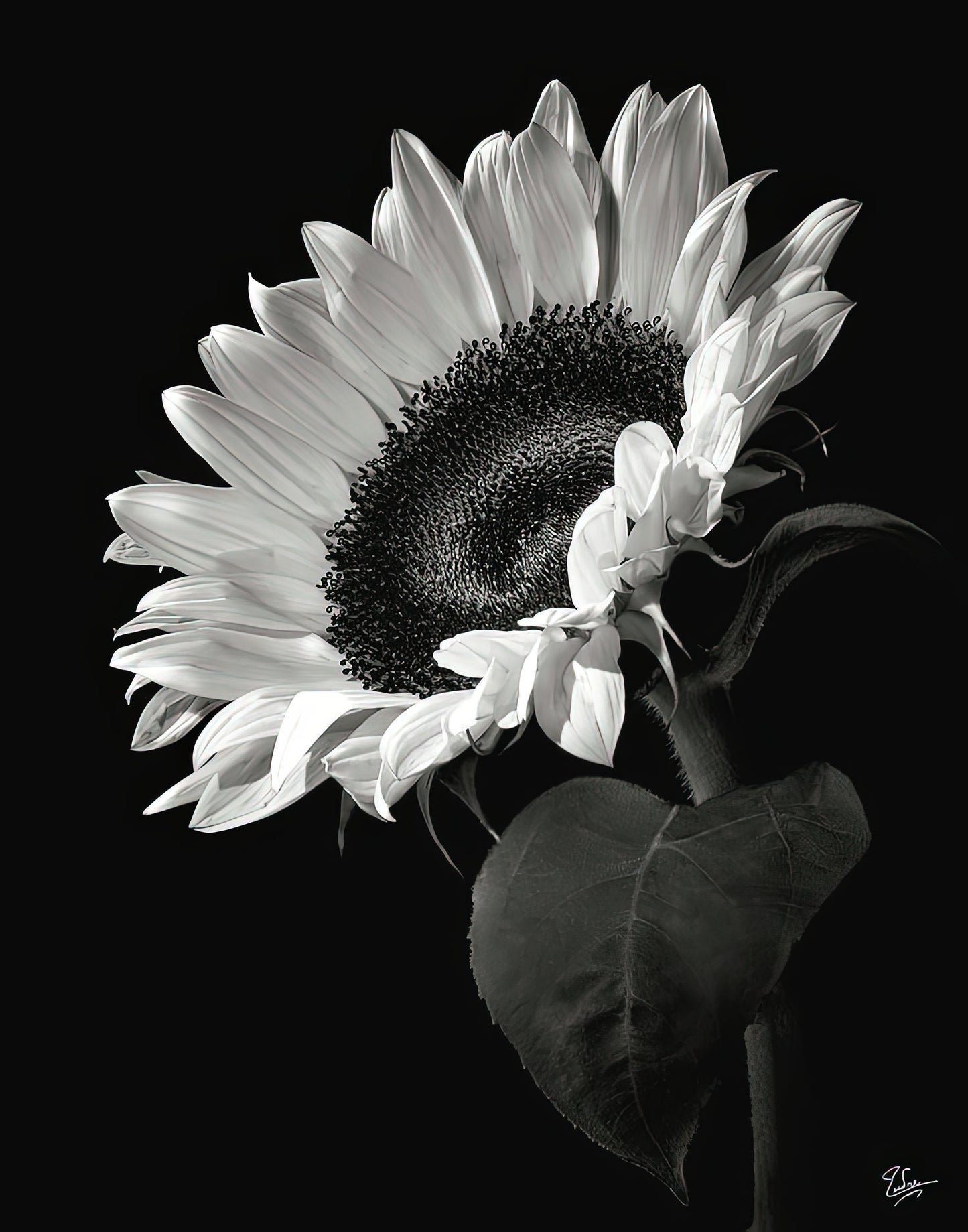 Black and White Sunflower Art Print | RedKalion