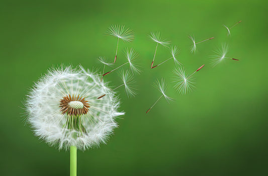 Blowing Dandelion Art Print | Museum-Quality Fine Art Print | RedKalion