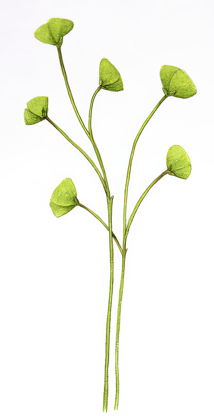 Cooksonia Sp. Prehistoric Plant Art Print | RedKalion
