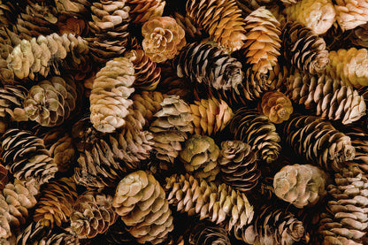 Female Pine Cone Art Print | Botanical Fine Art Print | RedKalion
