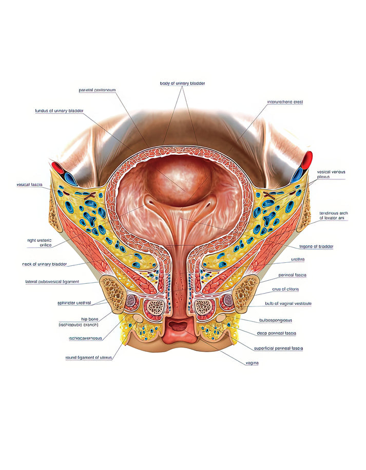 Female Urethra Photography Art Print | Museum-Quality Anatomy | RedKalion