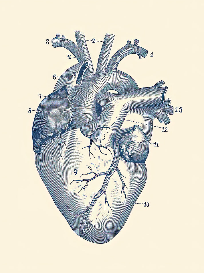 Heart Anatomy Drawing - Vintage Medical Art Print | RedKalion