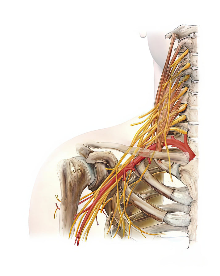 How Are You Taking Pictures of the Important Nerve Plexuses? Art Print | RedKalion