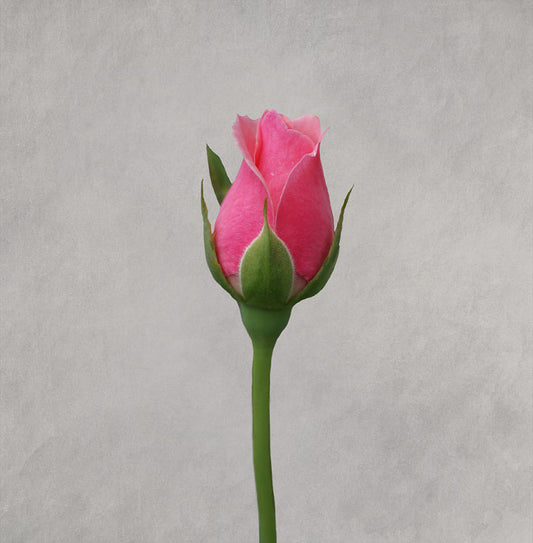 Rosebud Art Print: Georgia O'Keeffe's Pink Rosebud #3 Fine Art Print | RedKalion