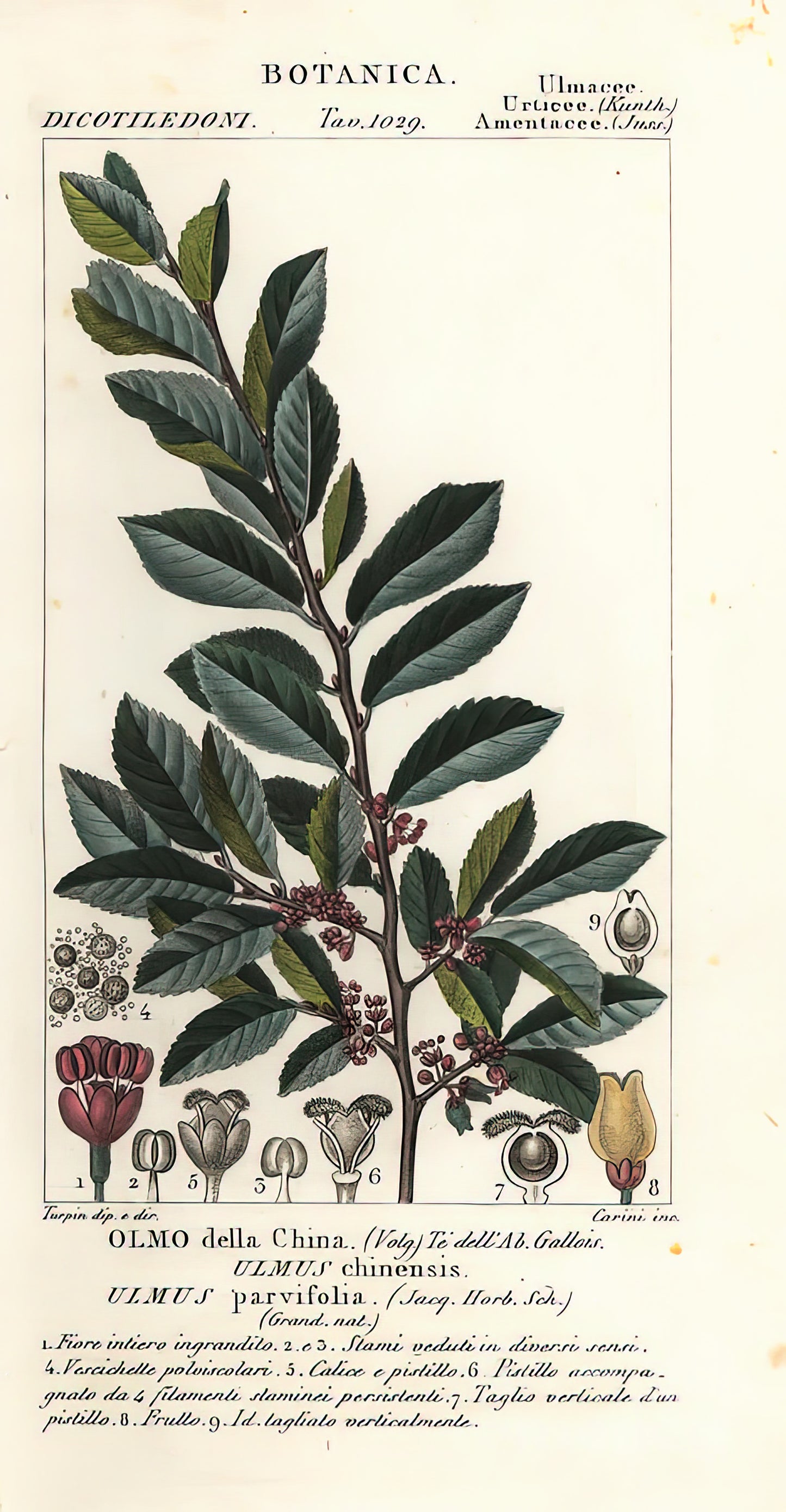 Ulmus Chinensis Art Print | Premium Fine Art Print | RedKalion