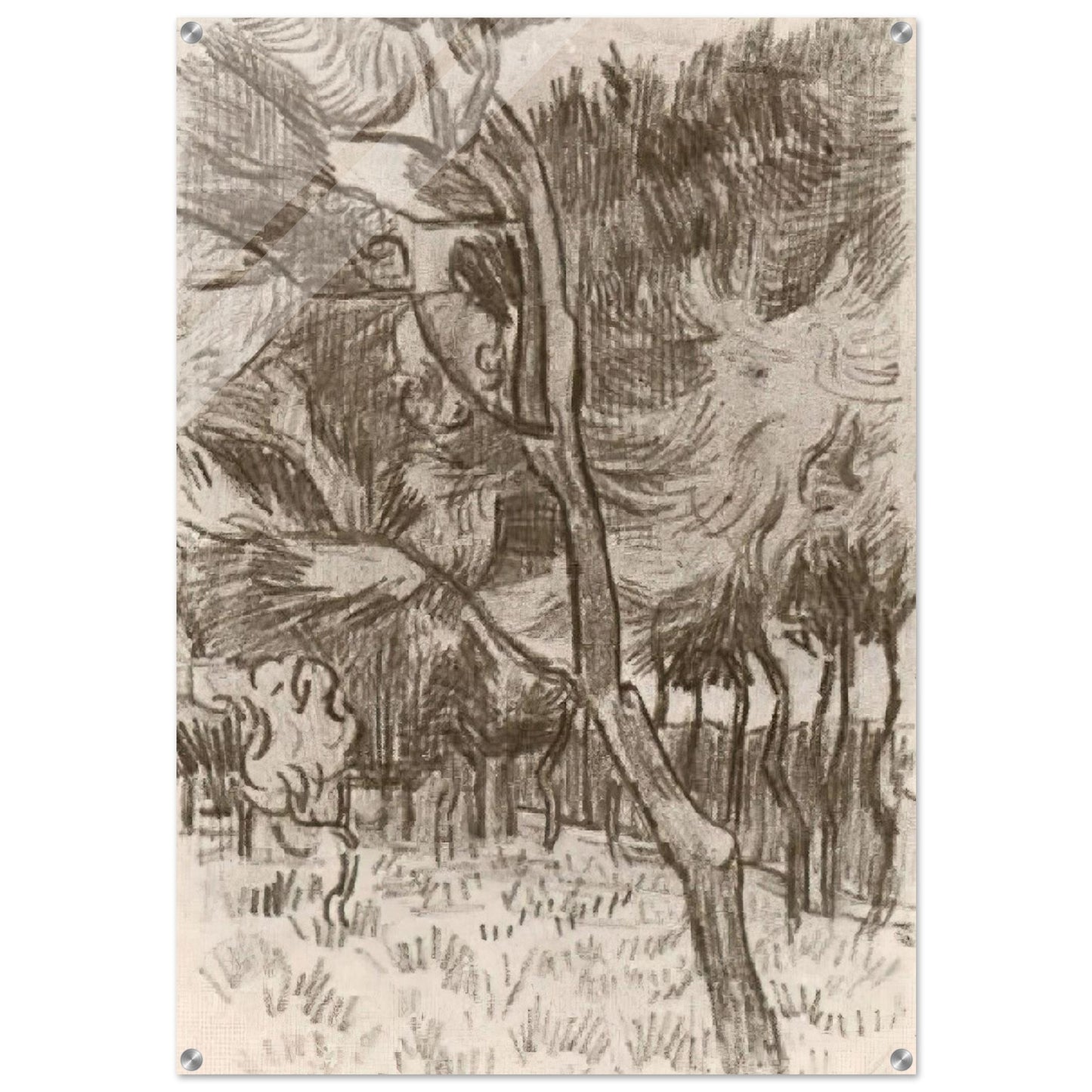 Pine Trees in the Garden of the Asylum - Vincent van Gogh Acrylic Print - 70x100 cm / 28x40″ inches