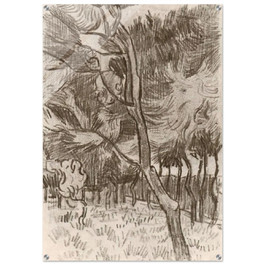 Pine Trees in the Garden of the Asylum - Vincent van Gogh Acrylic Print - 70x100 cm / 28x40″ inches