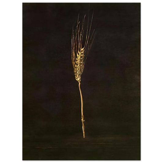 Salvador Dali - WHEAT EAR Fine Art Poster - Default Title