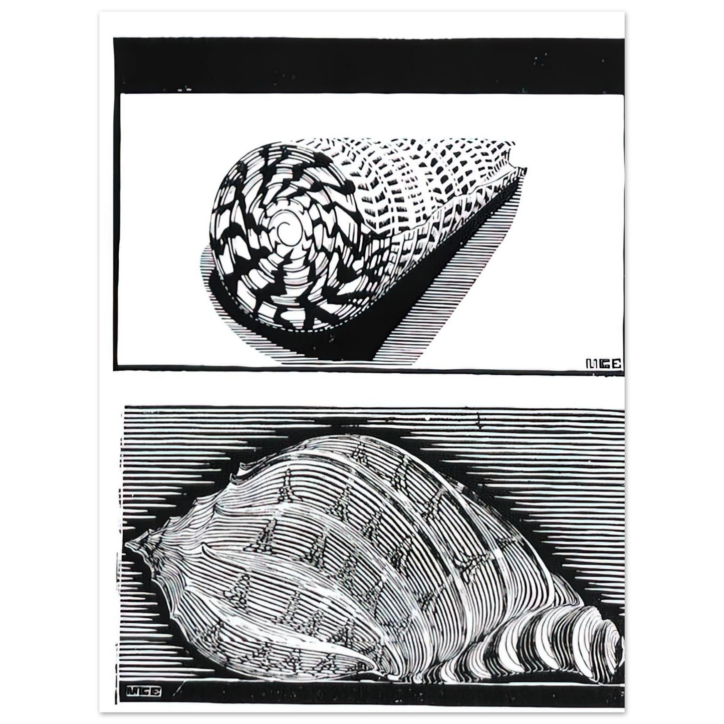MC Escher - SEA SHELLS Wall Art - 21x29.7 cm / 8x12" - Fine Art Poster - -