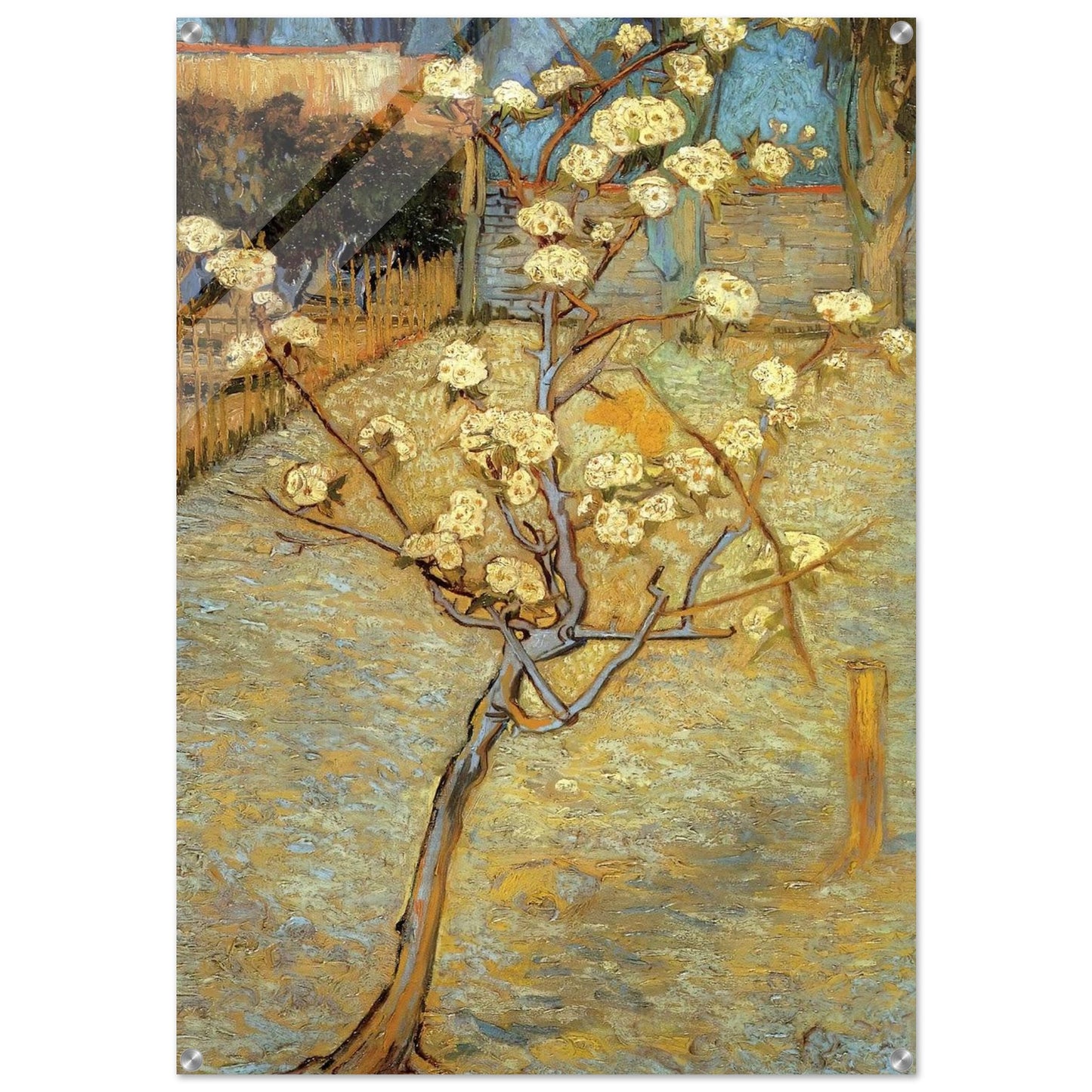 Pear Tree in Blossom - Vincent van Gogh Acrylic Print - 70x100 cm / 28x40″ inches