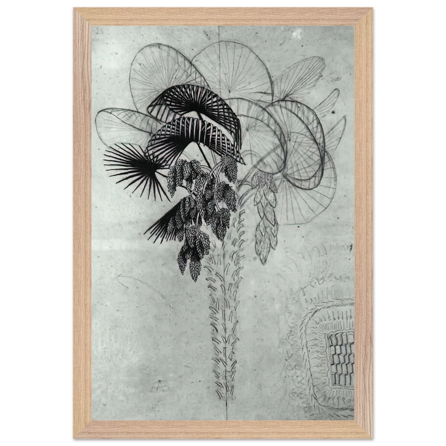 MC Escher - PALM TREE SKETCH Wall Art - 30x40 cm / 12x16 inches - Fine Art Poster - -