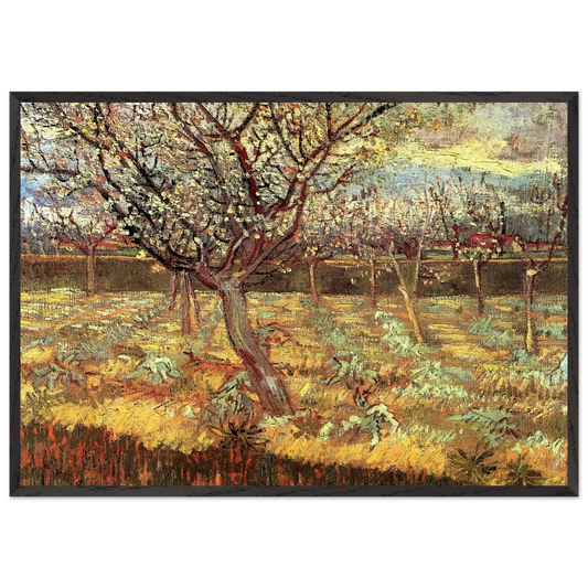 Apricot Trees in Blossom - Vincent van Gogh 70x100 cm / 28x40 inches Framed Art Print – Black Wooden Frame