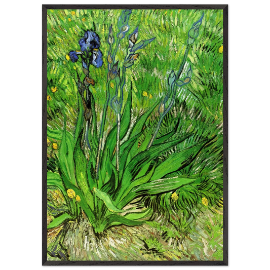 The Iris - Vincent van Gogh 70x100 cm / 28x40 inches Framed Art Print – Black Wooden Frame
