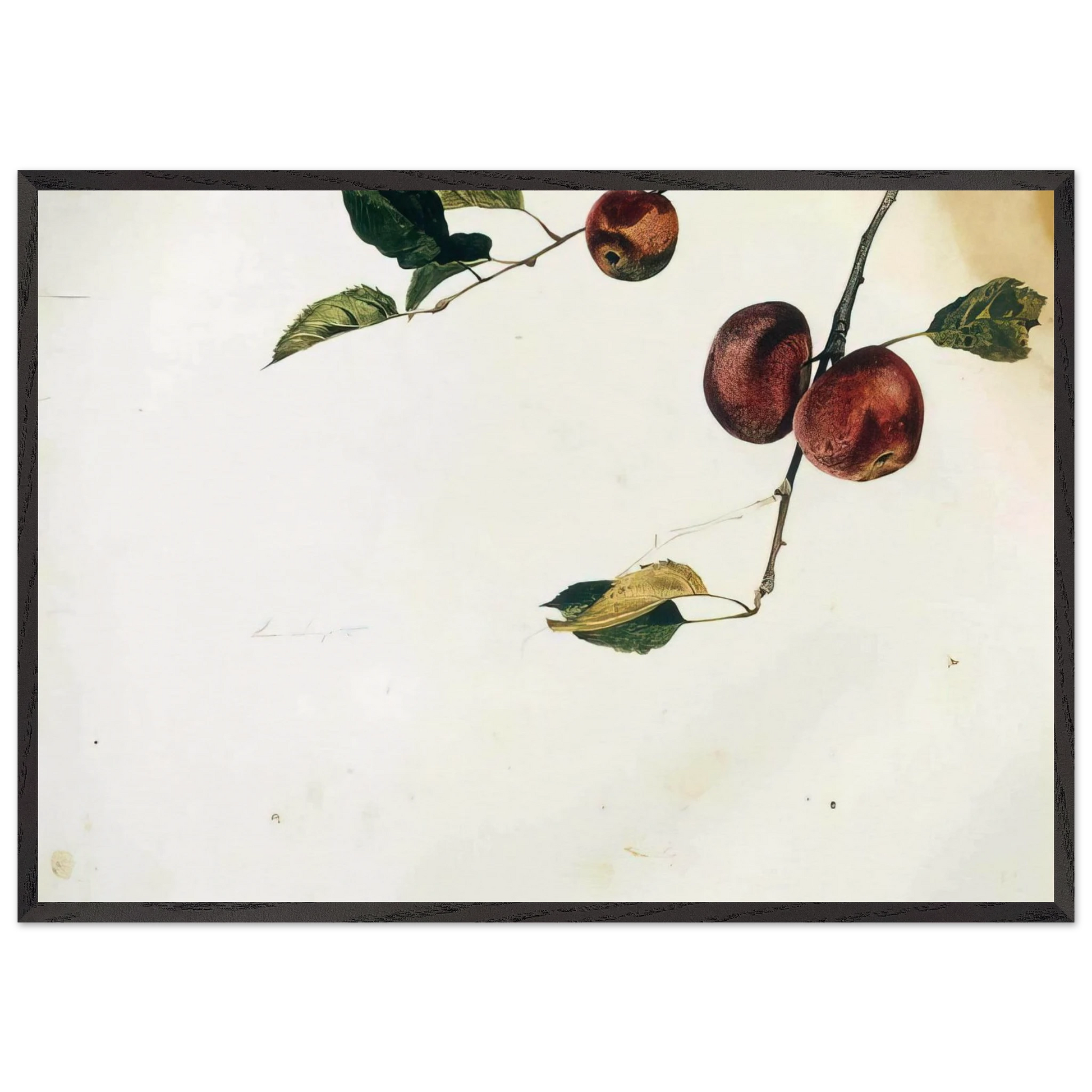 APPLES ON A BOUGH STUDY BEFORE PICKING - Andrew Wyeth Framed Art Print – Black Wooden Frame - Default Title - -Framed Art Print