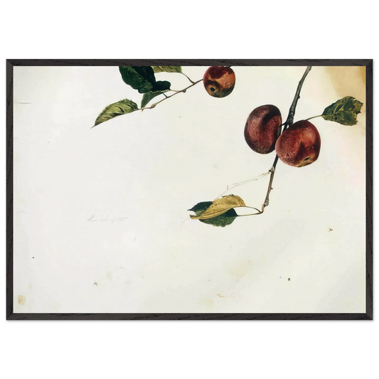 APPLES ON A BOUGH STUDY BEFORE PICKING - Andrew Wyeth Framed Art Print – Black Wooden Frame - Default Title - -Framed Art Print