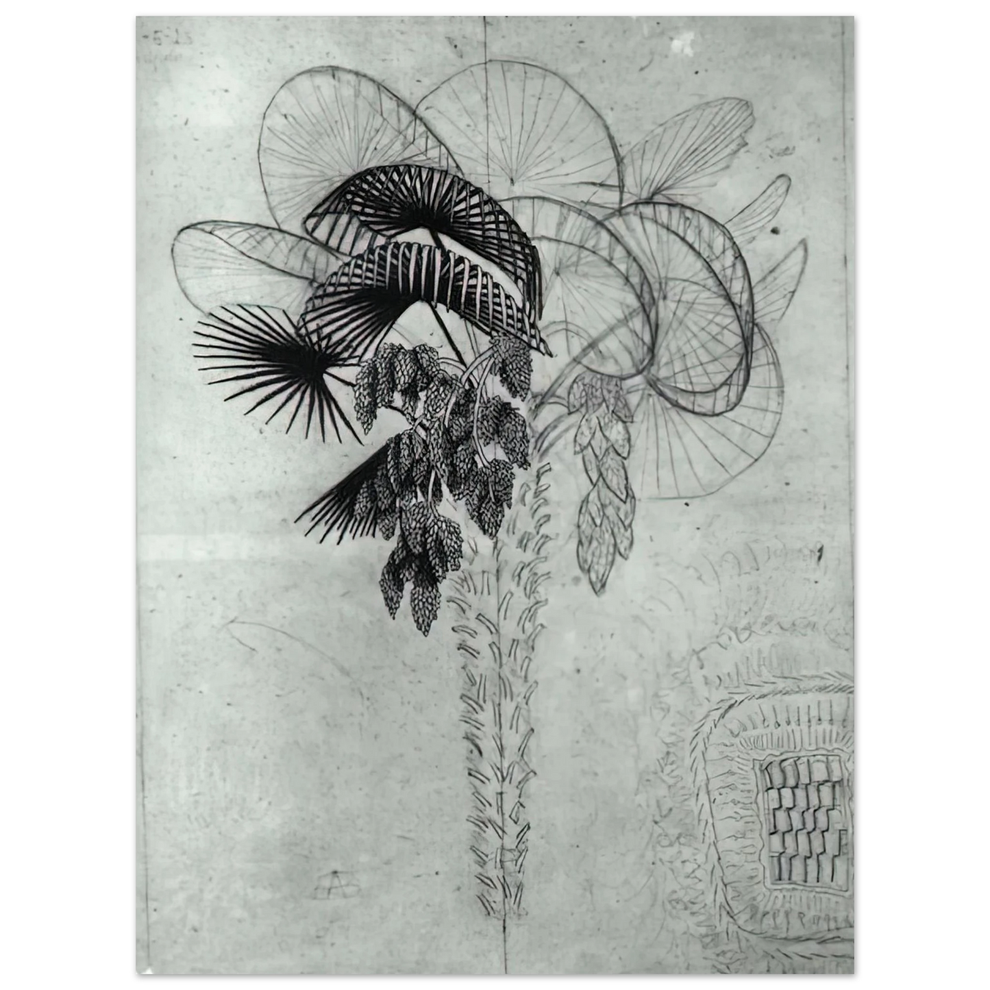 MC Escher - PALM TREE SKETCH Wall Art - 21x29.7 cm / 8x12" - Fine Art Poster - -
