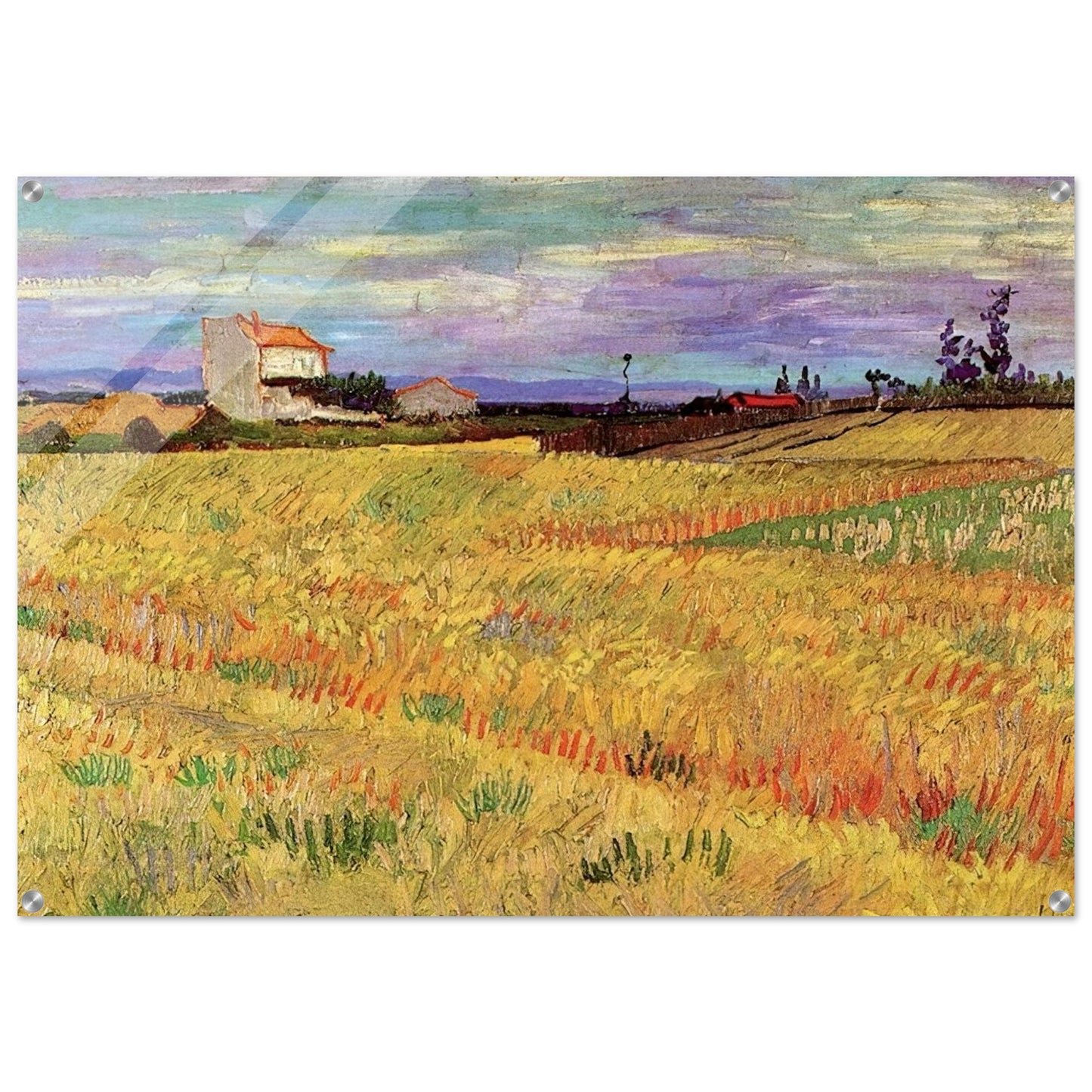 Wheat Field - Vincent van Gogh Acrylic Print - 70x100 cm / 28x40″ inches