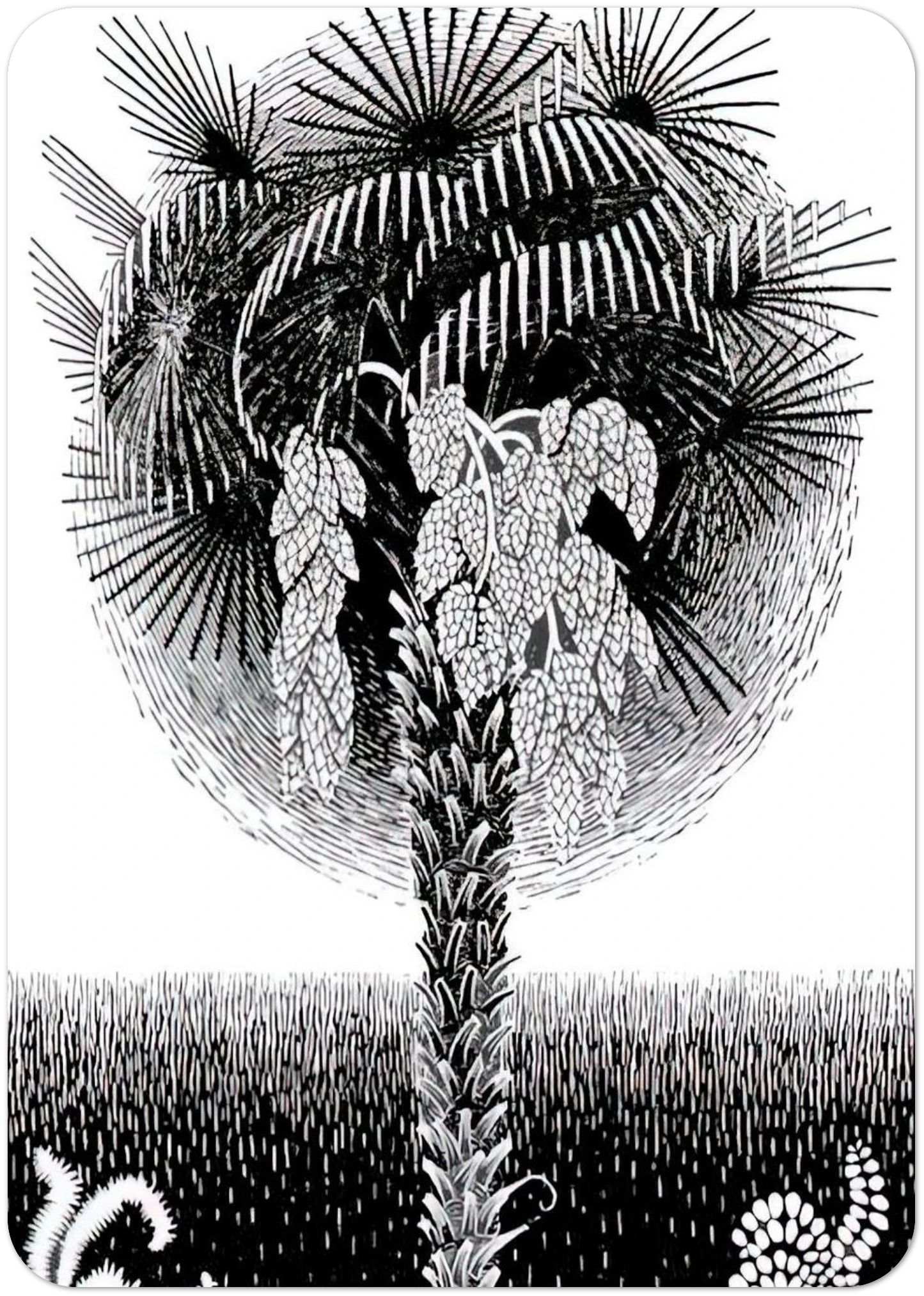 PALM TREE By MC Escher Pack of 10 Post Cards | MC Escher Post Cards | A6 (10.5 x 14.8 cm) - 4.1 x 5.8 inches