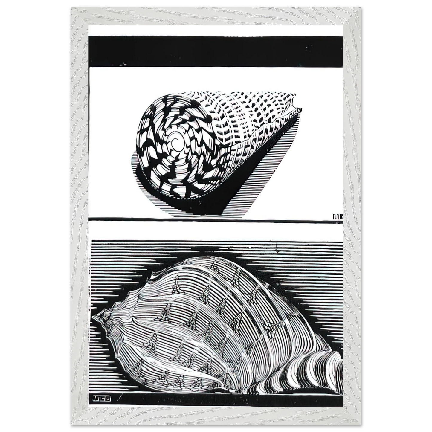 MC Escher - SEA SHELLS Wall Art - 60x80 cm / 24x32 inches - Premium Wooden Framed Poster With Fine Art Paper - White frame