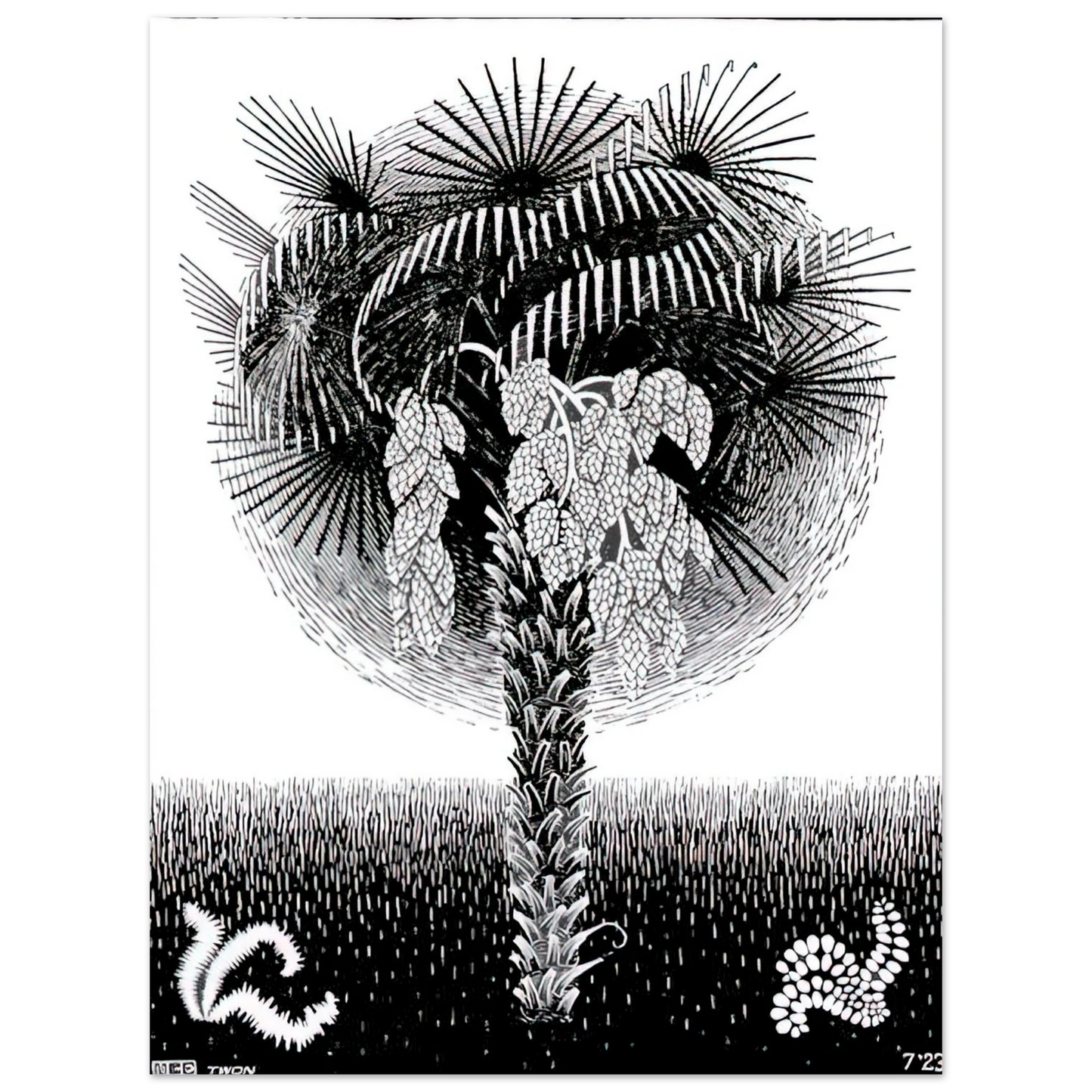 MC Escher - PALM TREE Wall Art - 21x29.7 cm / 8x12" - Premium Wooden Framed Poster With Fine Art Paper - Black frame