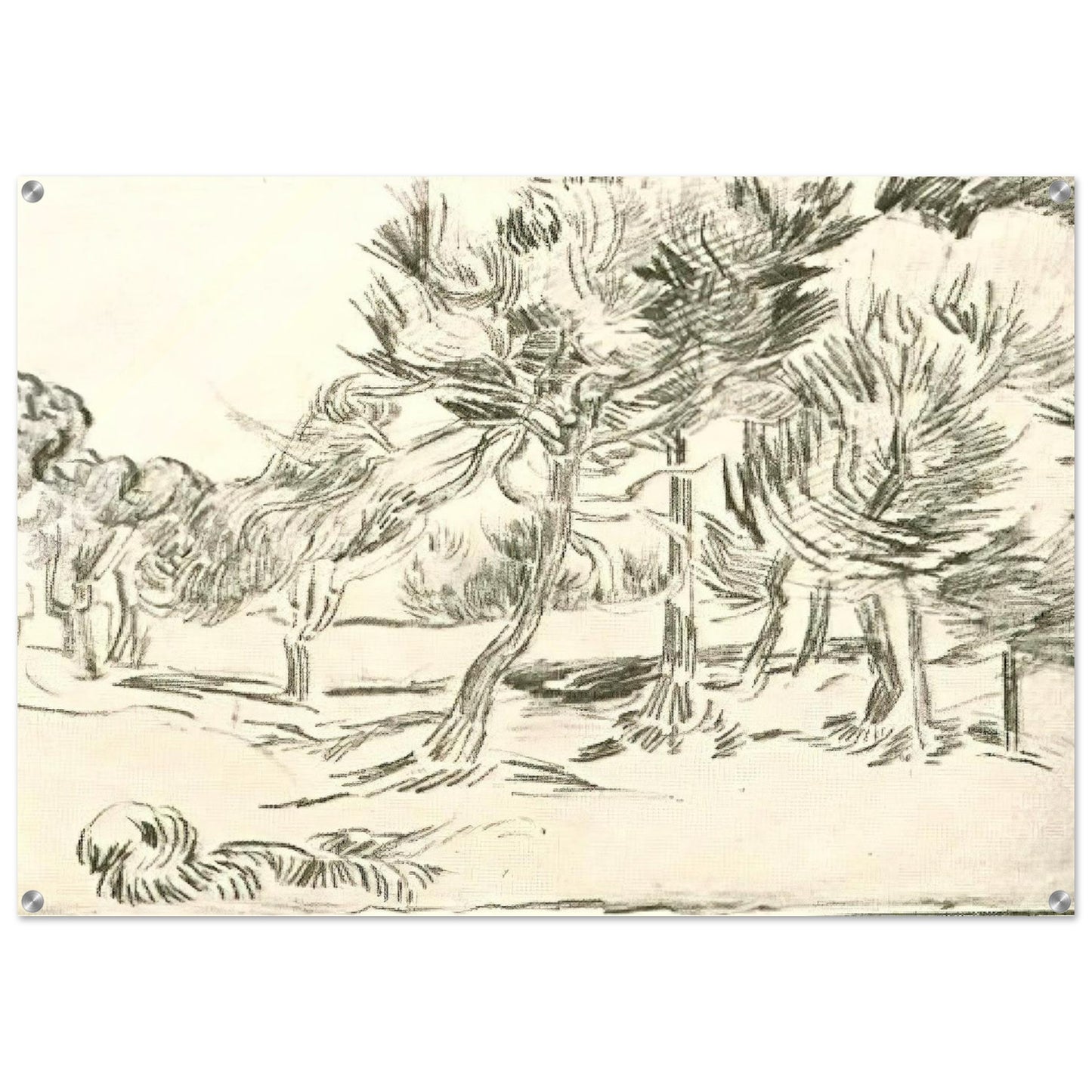 A Group of Pine Trees - Vincent van Gogh Acrylic Print - 70x100 cm / 28x40″ inches