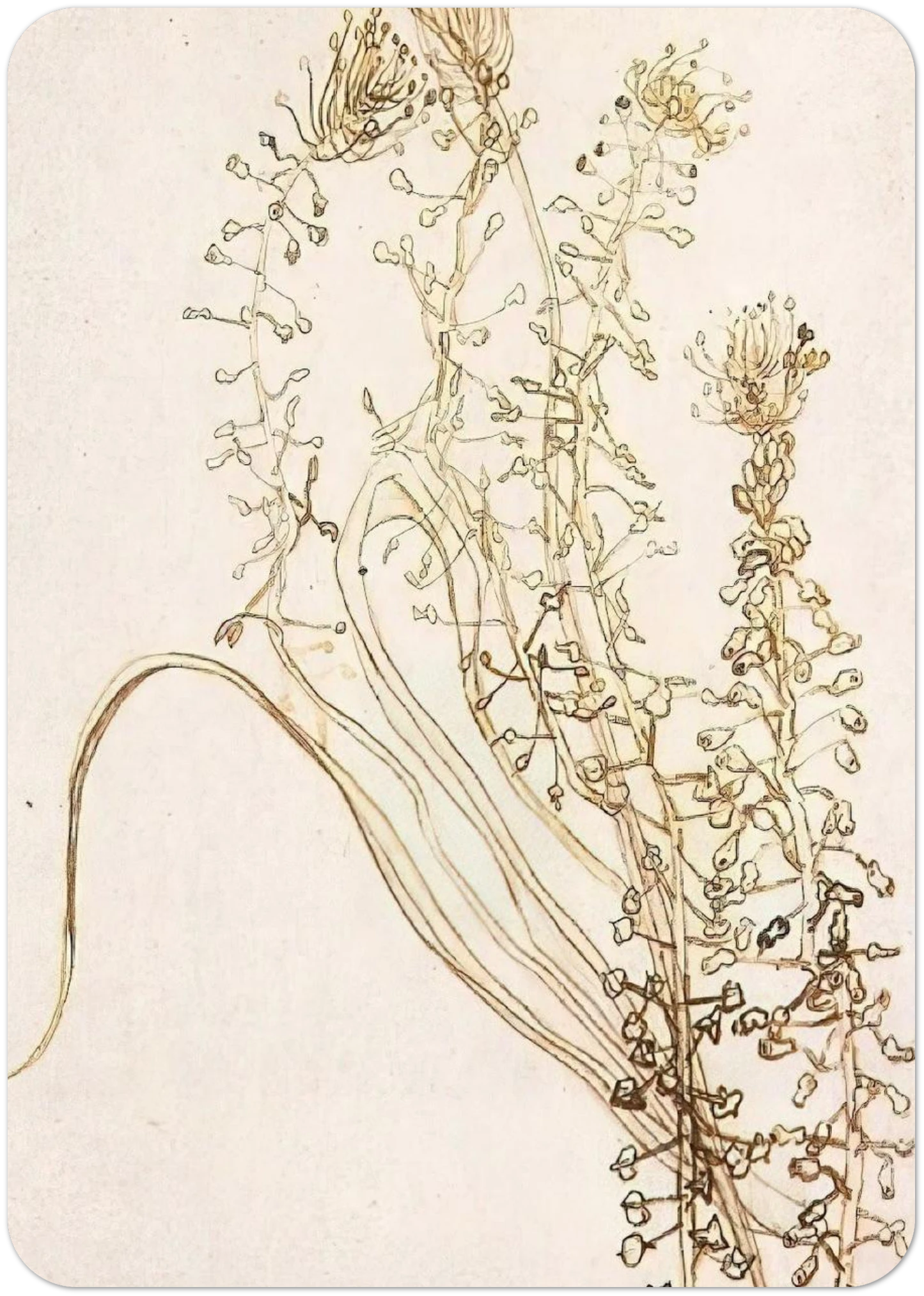 Blossoming Branches By Vincent van Gogh Pack of 10 Post Cards | Vincent van Gogh Post Cards | A6 (10.5 x 14.8 cm) - 4.1 x 5.8 inches