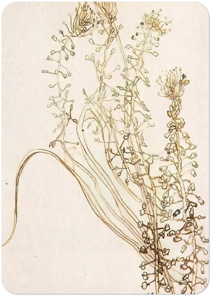 Blossoming Branches By Vincent van Gogh Pack of 10 Post Cards | Vincent van Gogh Post Cards | A6 (10.5 x 14.8 cm) - 4.1 x 5.8 inches