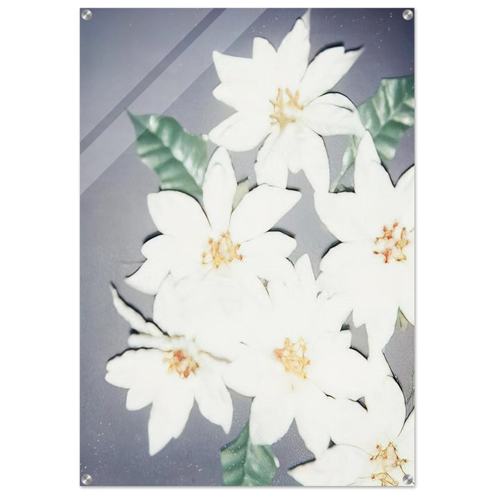 Christmas Poinsettias-White - Andy Warhol Acrylic Print - 70x100 cm / 28x40″ inches