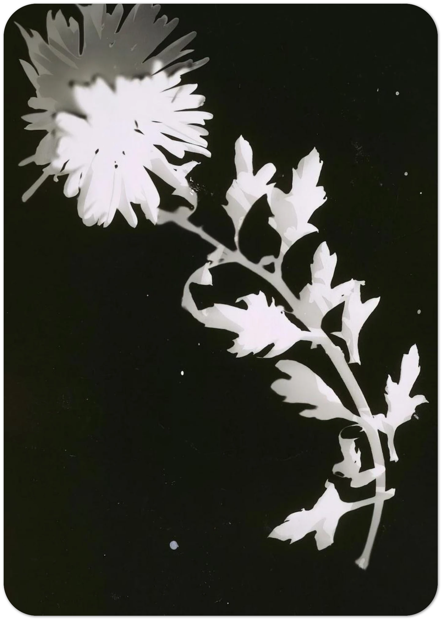 Flower By Laszlo Moholy-Nagy Pack of 10 Post Cards | Laszlo Moholy-Nagy Post Cards | A6 (10.5 x 14.8 cm) - 4.1 x 5.8 inches