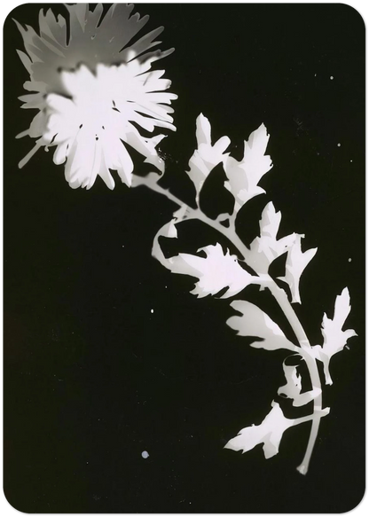 Flower By Laszlo Moholy-Nagy Pack of 10 Post Cards | Laszlo Moholy-Nagy Post Cards | A6 (10.5 x 14.8 cm) - 4.1 x 5.8 inches