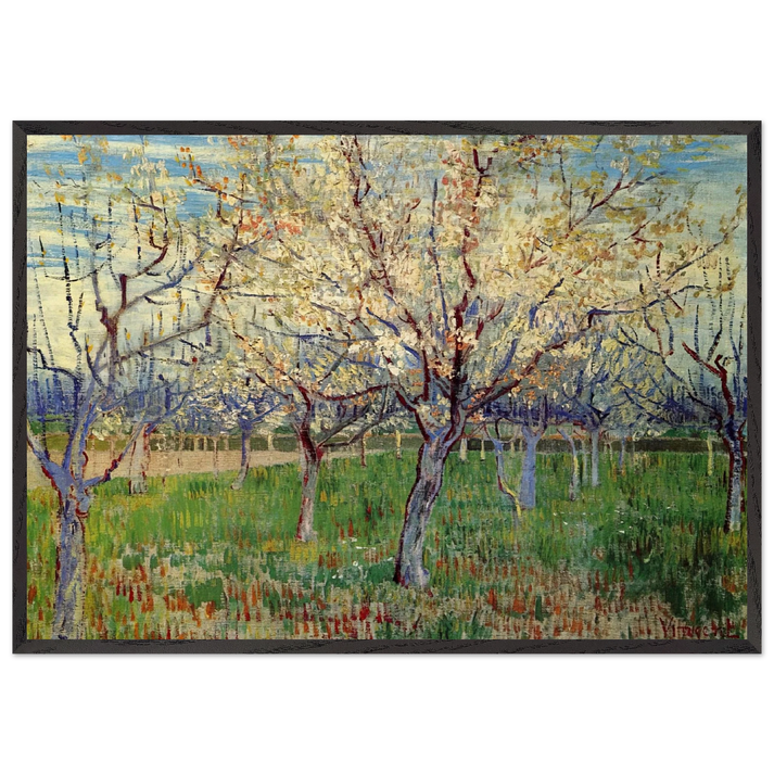Orchard with Blossoming Apricot Trees - Vincent van Gogh 70x100 cm / 28x40 inches Framed Art Print – Black Wooden Frame