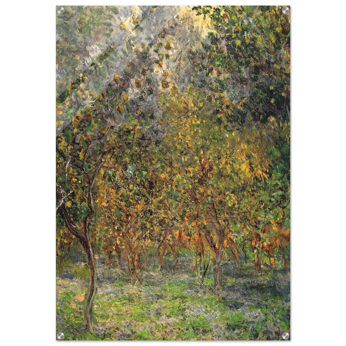 Under the Lemon Trees - claude monet Acrylic Print - 70x100 cm / 28x40″ inches