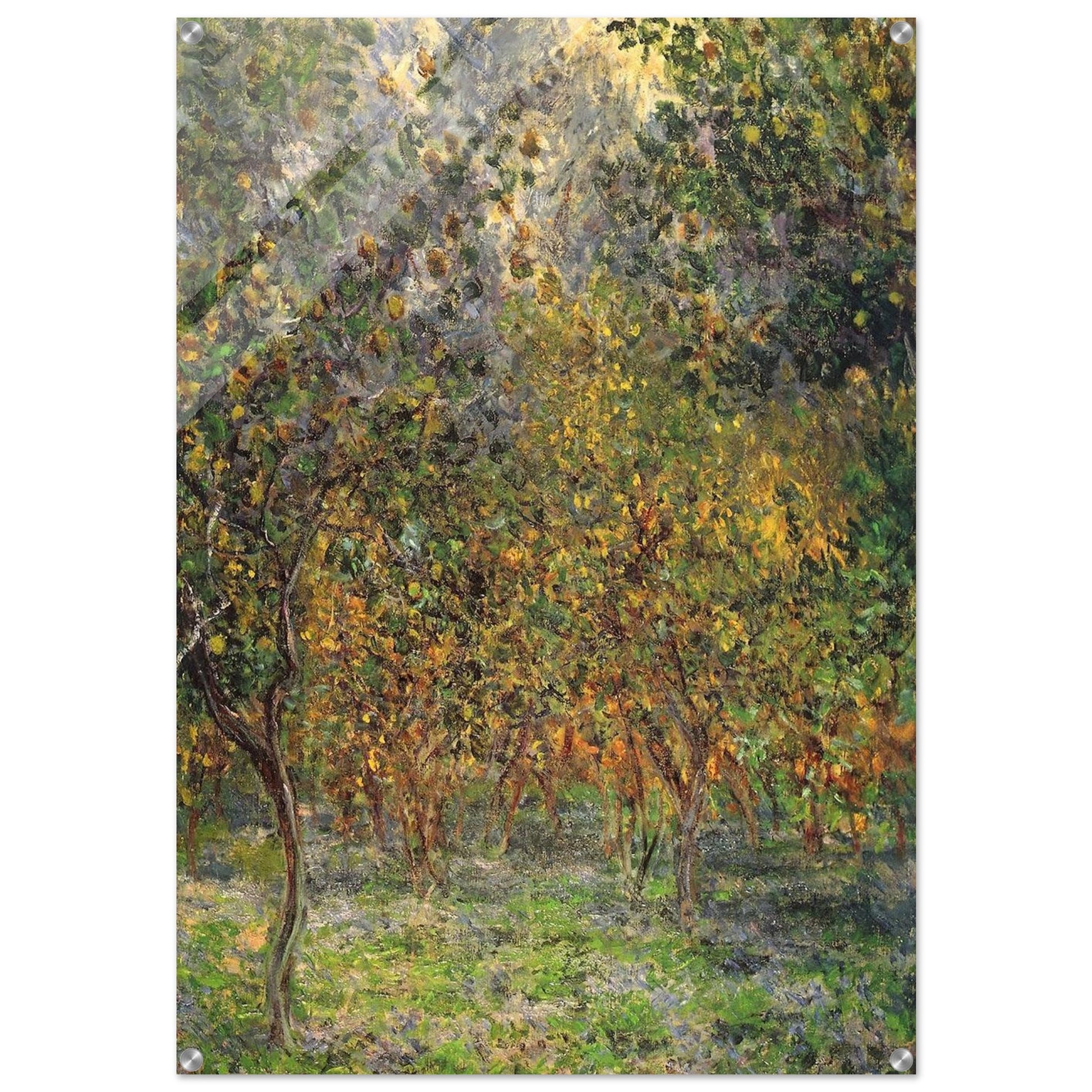 Under the Lemon Trees - claude monet Acrylic Print - 70x100 cm / 28x40″ inches