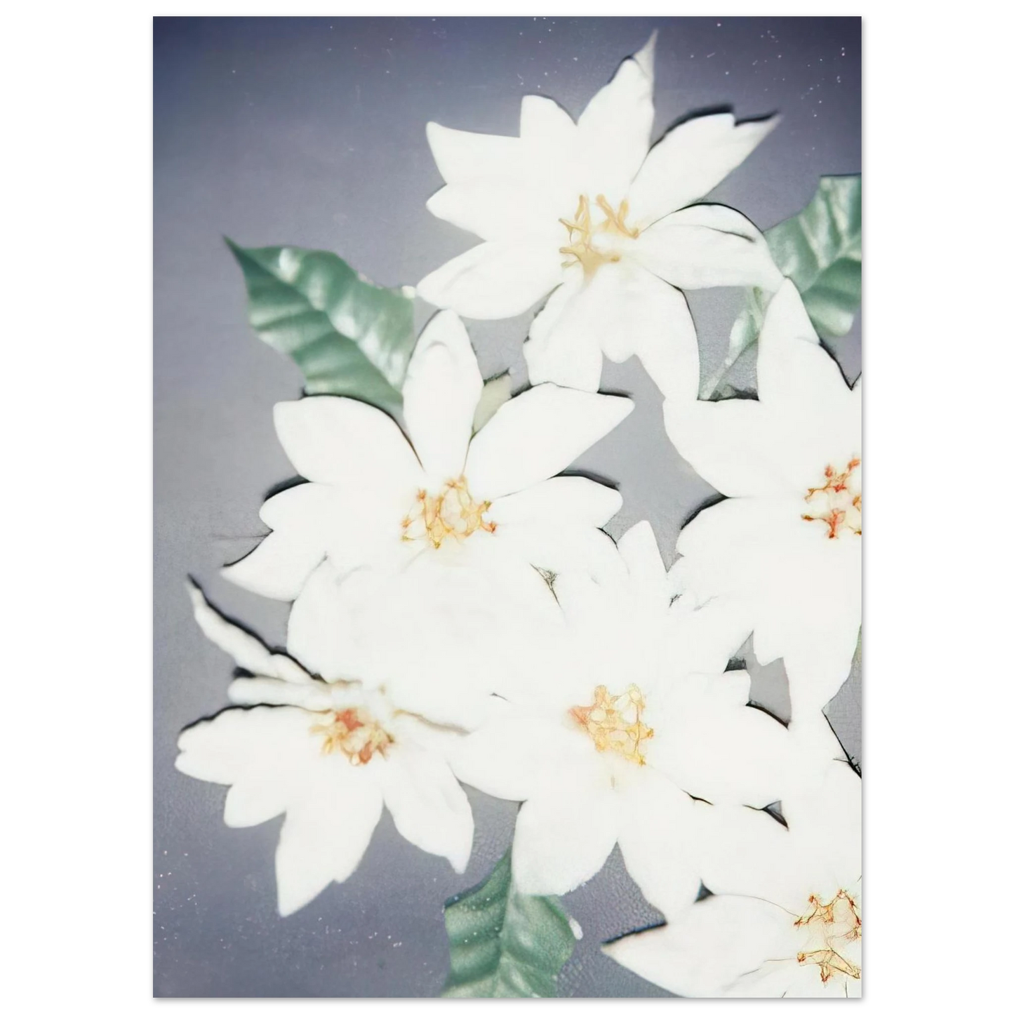 Andy Warhol - Christmas Poinsettias-White Fine Art Poster - 75x100 cm / 30x40 inches