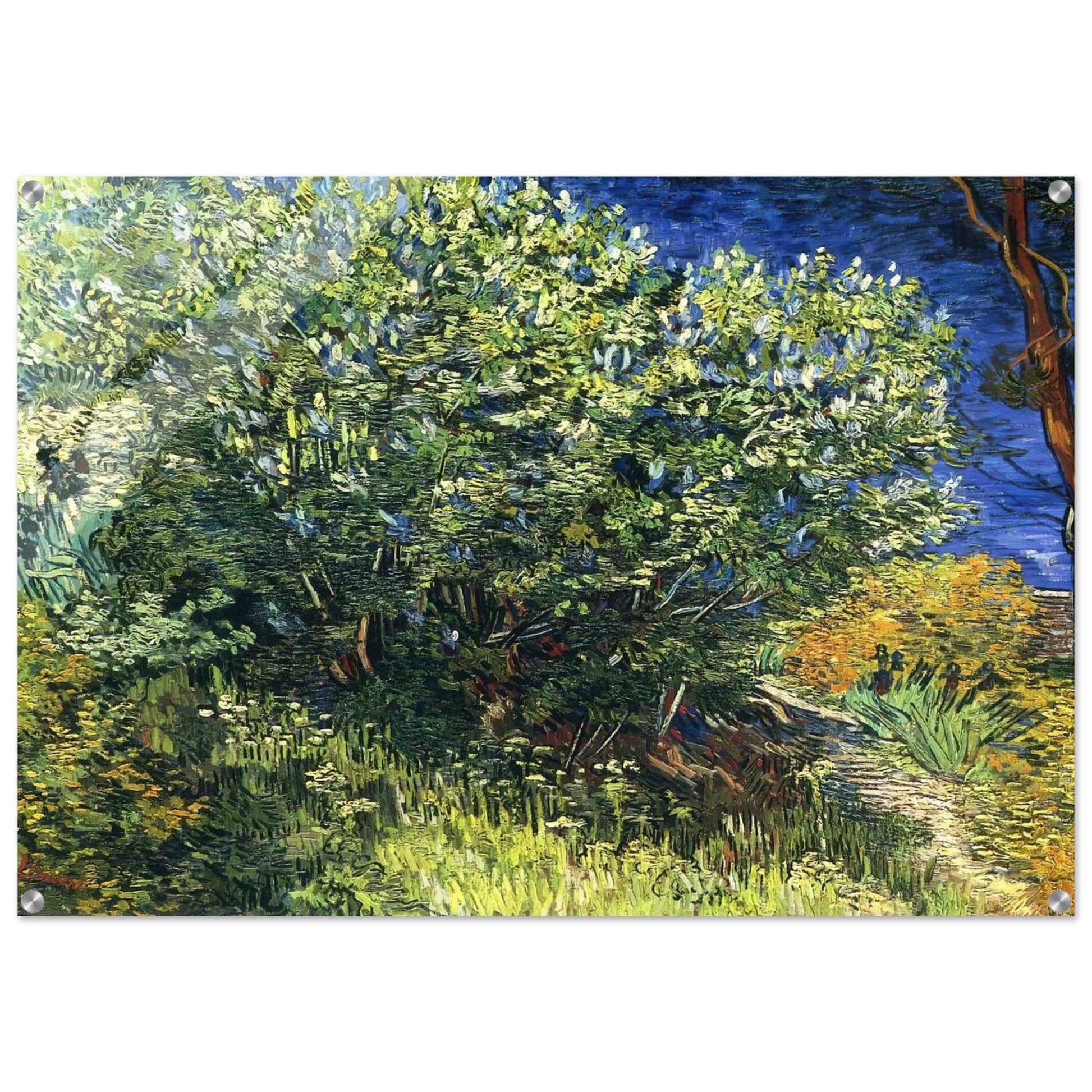 Lilac Bush - Vincent van Gogh Acrylic Print - 70x100 cm / 28x40″ inches